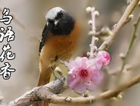 视觉里的莲花公园，还有鸟语花香