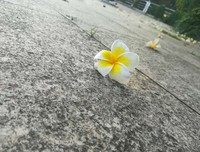 白花儿