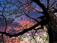 朱松林：一盒砂糖橘