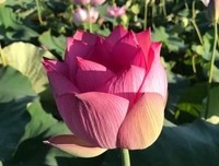 宁愿身累，不愿心累