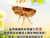 家中的白色