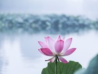 《华北的叛乱者与革命者》读后感锦集
