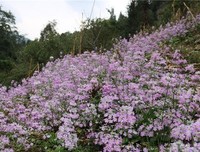 她和野花的老公开了房