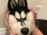 《他们都看见了一只猫》读后感摘抄