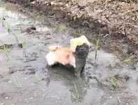 荣耀的句子