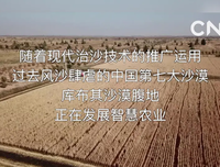 槐之害·柿子灭与绿色沙漠