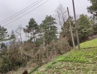 写于庚子年正月
