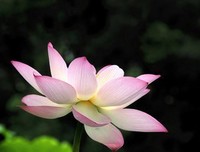 《恋恋不舍》观后感摘抄