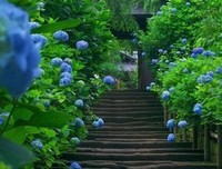 紫阳花日记读后感1000字