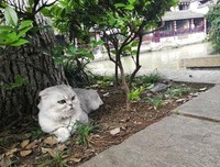 关于超级大坦克科比名言大全