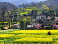 油菜花