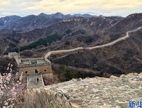 春在，桃花开