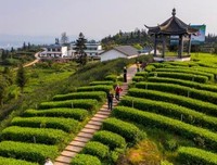 东方早茶在江阳，泸州纳溪漫清香