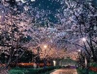 你是暗夜里的光