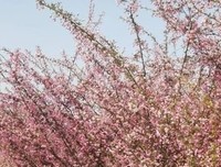 海棠依旧：知否？知否？应是绿肥红瘦（壹）读后感锦集