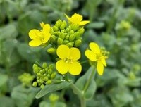 清明节：致天堂里的亲人！