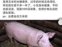 卖房的救了卖猪的