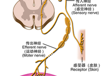 条件反射的语句摘抄_关于条件反射的语句