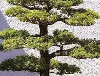 人如树不是树