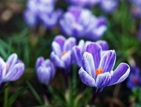 花朵的绽放