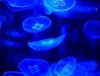 浮生物语