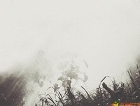 无关痛痒的语句摘抄_关于无关痛痒的语句