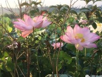 谈谈做媒这件事(春花秋实/临澧)