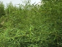 一切皆有定数，凡事不可强求