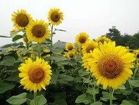适时低头