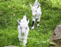小山羊和它的古丽娜妈妈