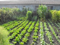 枝荔：那片农家菜园-