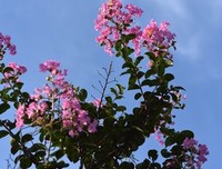 紫薇花开