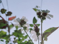 最新的《百年孤独》经典句子