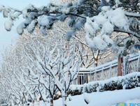 雪地里的小红点读后感摘抄