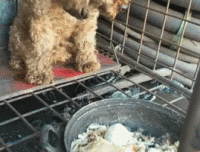 丧家犬廖先生的翻身仗