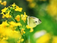 诗歌·新律·小村之春六首·自画像四首