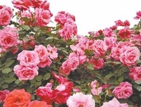 花开堪折直须折，莫待无花空折枝