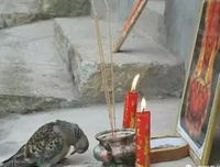 猪有灵性 拜佛念佛