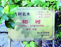 三人三姓三兄弟