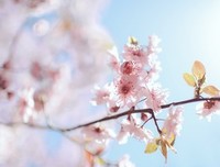  花下
