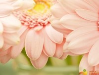 关于遗忘的优美句子
