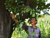 慷慨的桑树