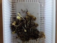 我想拯救它们