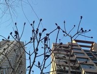 春意落满枝头