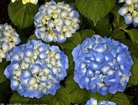 苹果花下的少年