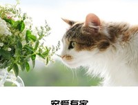 读《我是猫》想到