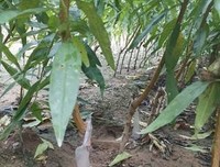 桃树不邀功