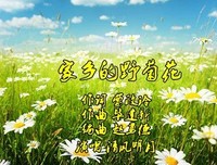 家乡的野菊花