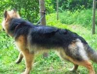 狼狗
