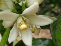 橘子花和炊烟都在等你